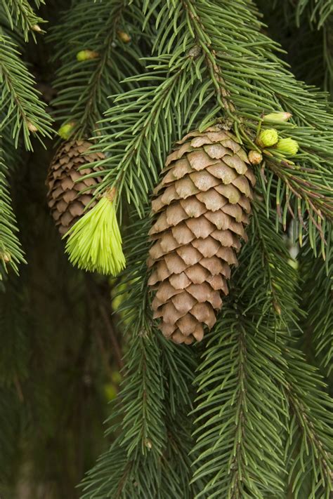 weeping norway spruce pine cones